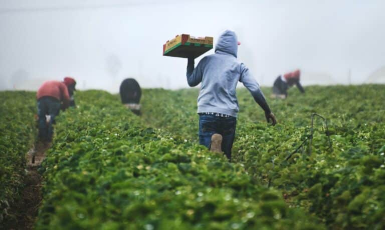 Supporto ai braccianti agricoli in Campania, Calabria e Sicilia